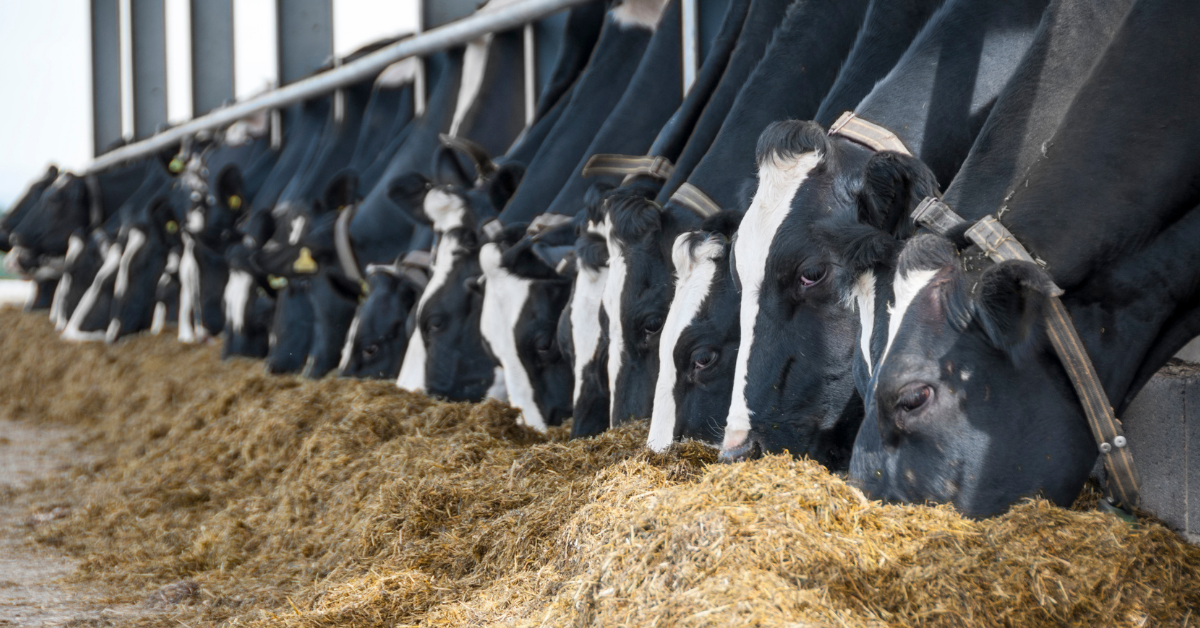 Cows eating silage indoor shed