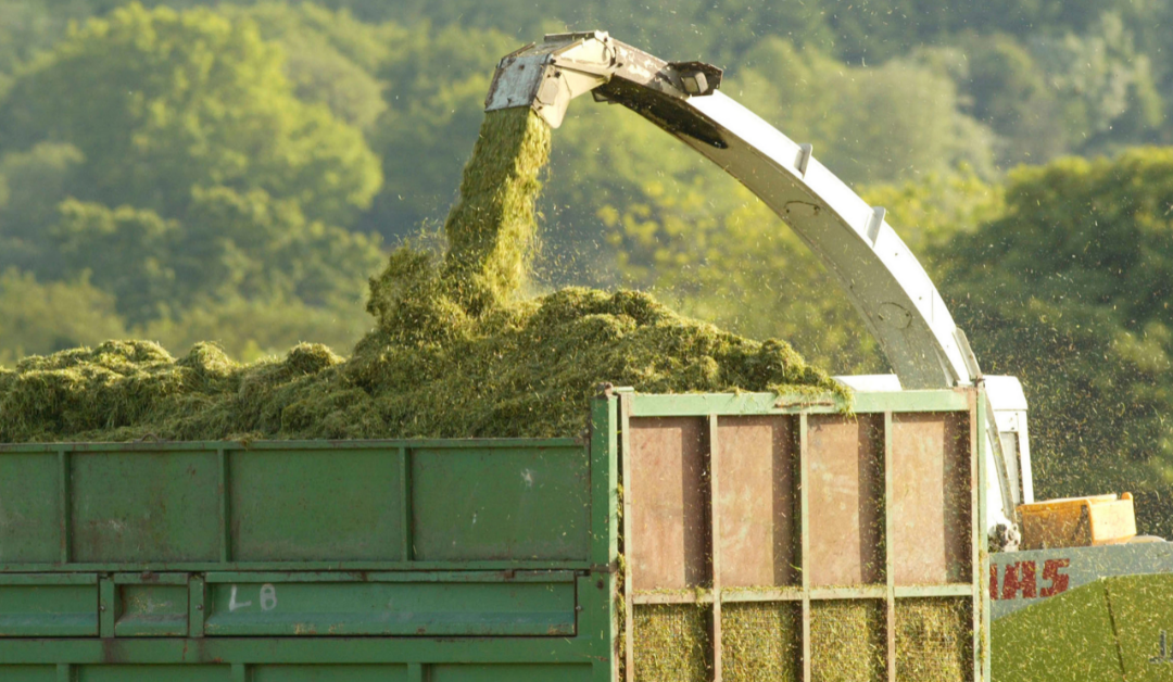 Silage making – Improving quality to alleviate cost pressures