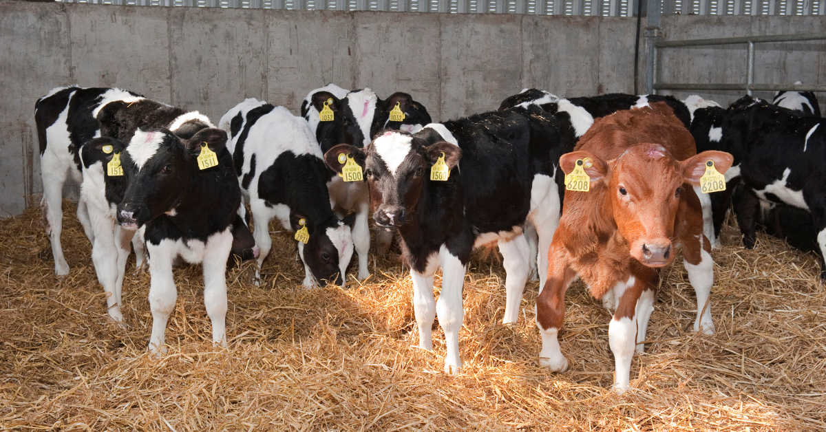 Early rumen development in calves | Agritech