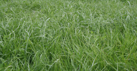 Irish grass field for grazing