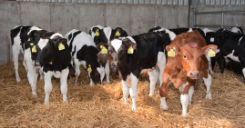 Calves standing in straw in shed