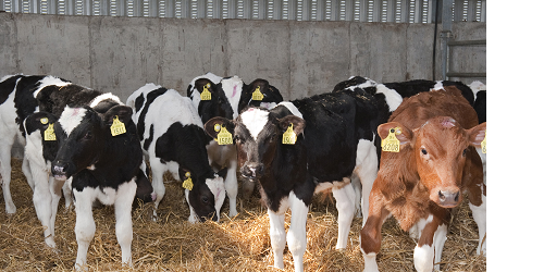 Watch out for pneumonia in calves