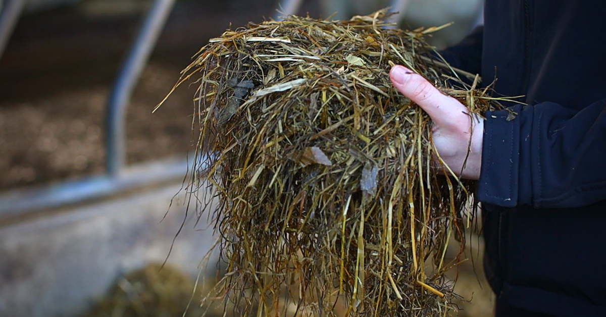 a hand holding some silage