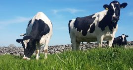 cows grazing in field
