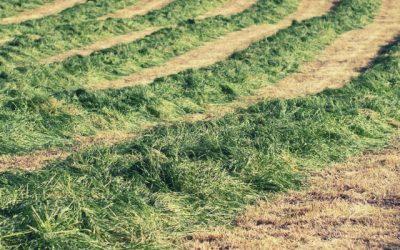 Improving silage quality with reseeding