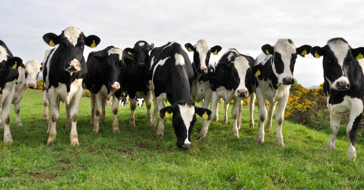 heifers grazing in a field