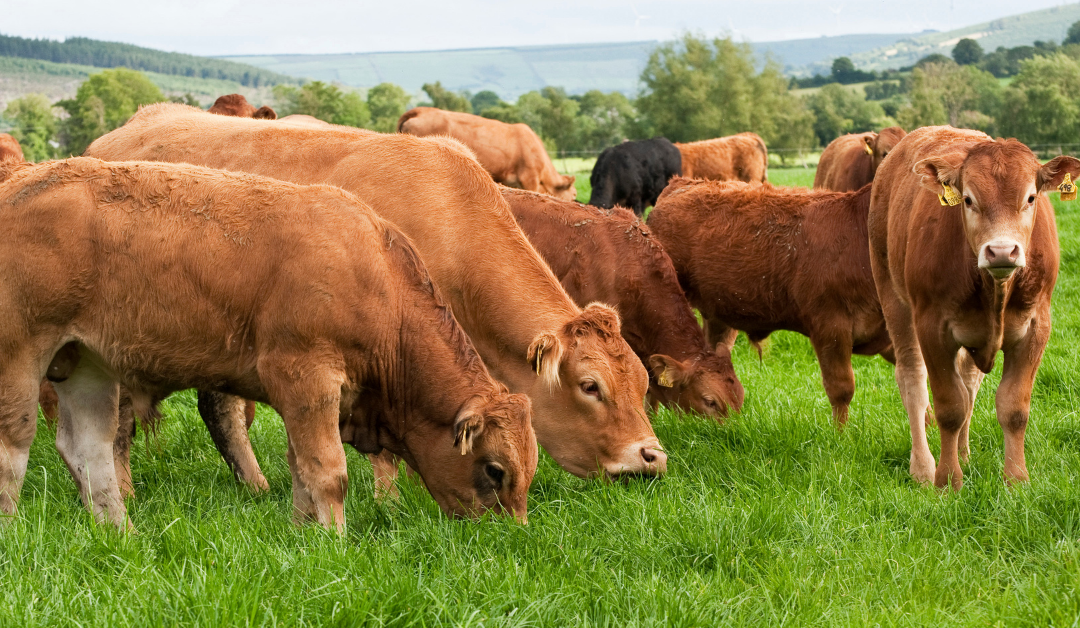 Finishing cattle at grass – weighing up your options
