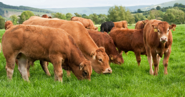 Beef cattle grazing grass
