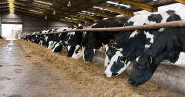 Dry cows at feed barrier