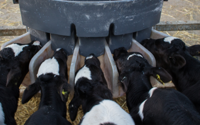 Selecting a calf milk replacer this spring
