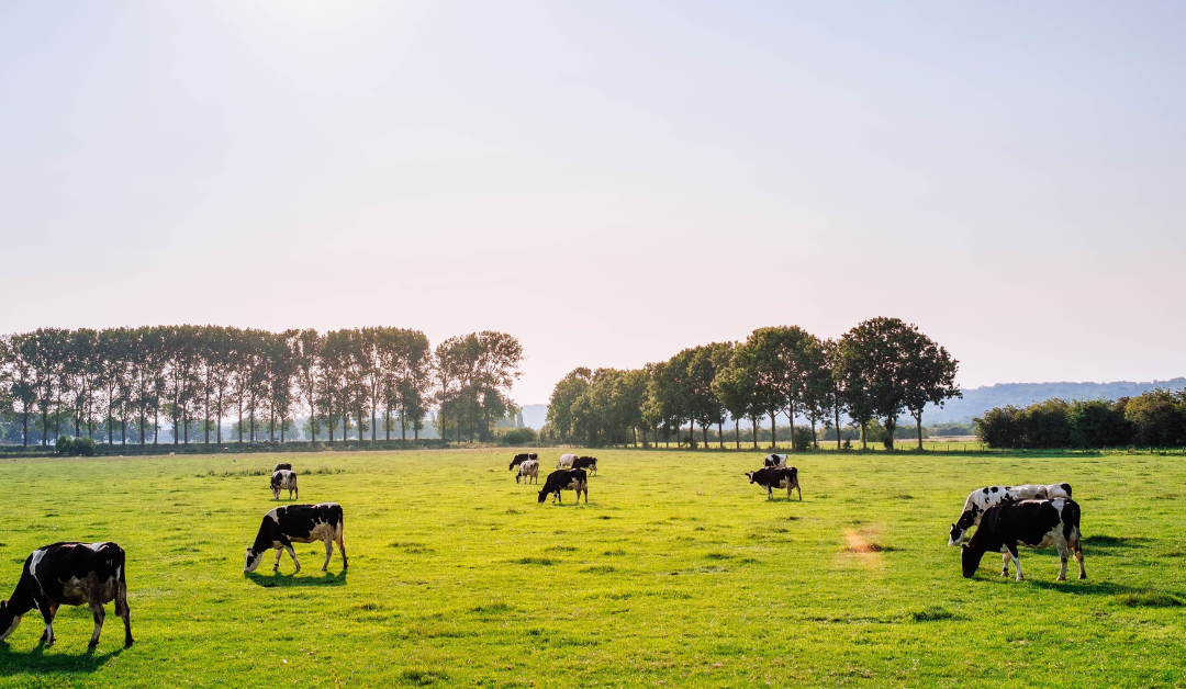 Summer nutrition for the dairy herd