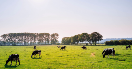 Dairy cows grazing summer grass