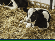 Newborn calf lying in straw
