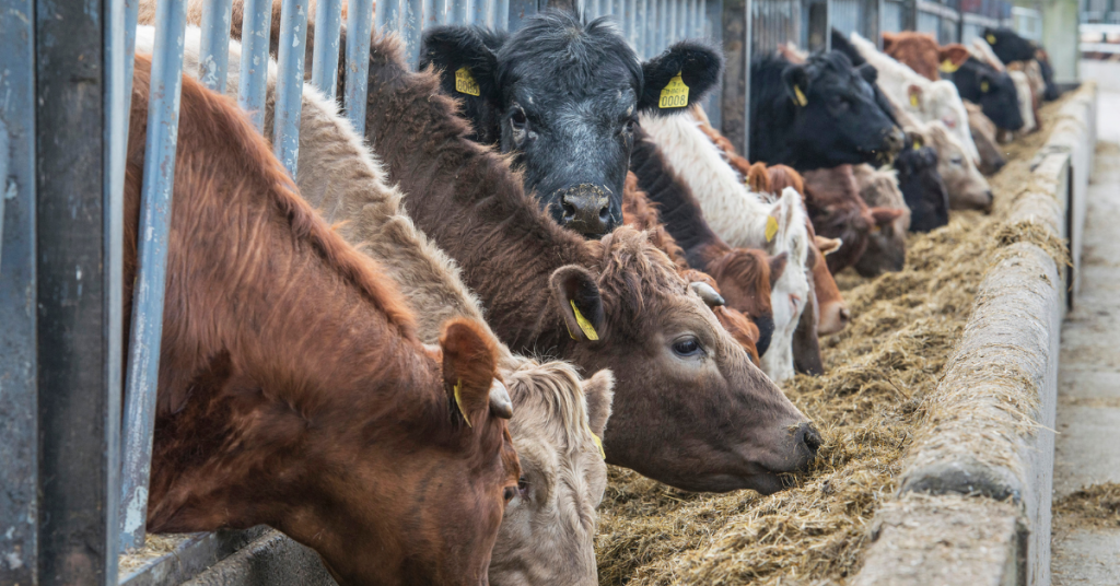 cows eating silage (1) - Agritech