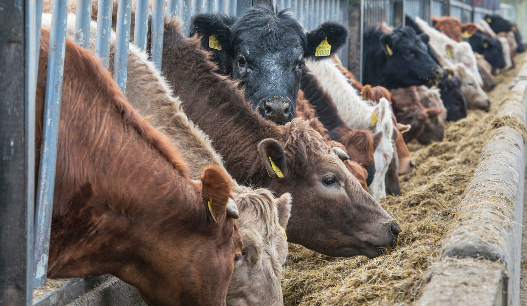 Silage Quality and Supplementation – Penny-wise For Beef Farmers