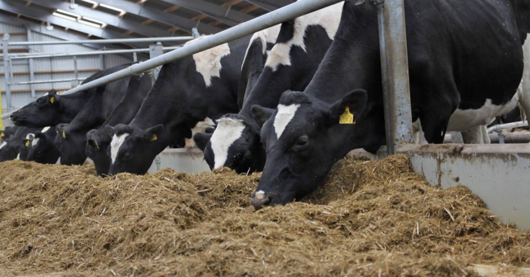 cows eating silage (1) - Agritech