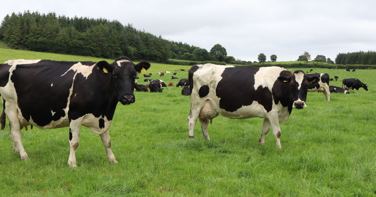 cows grazing autumn grass 