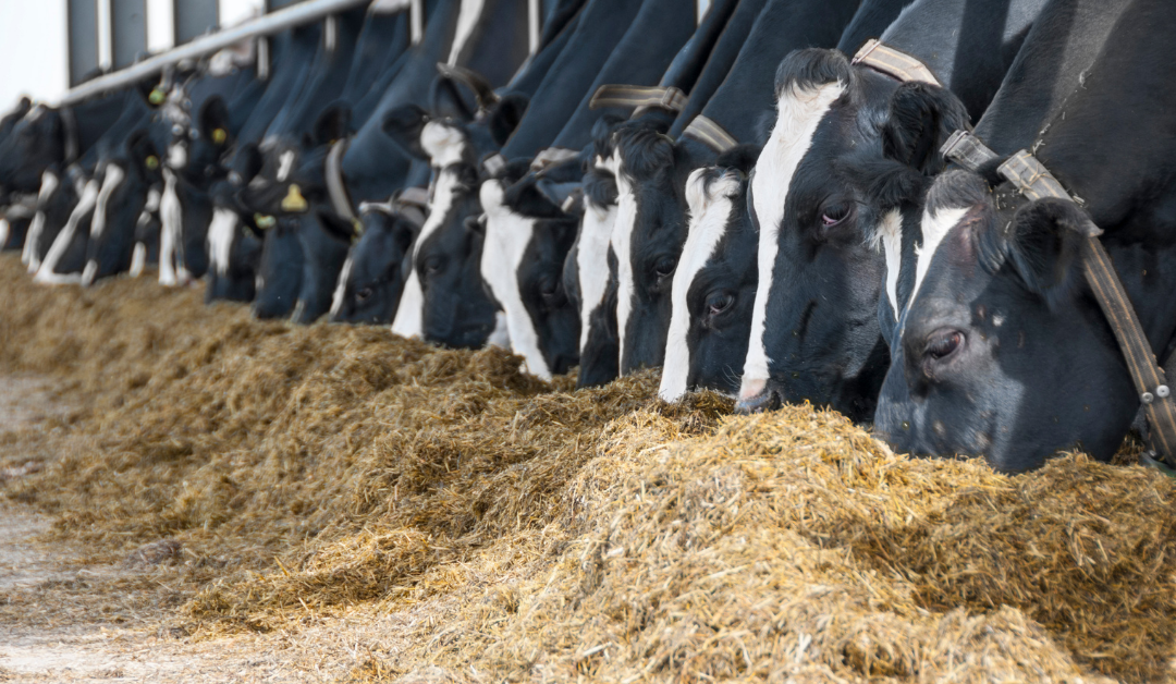 Fodder Budgeting