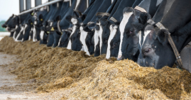 dairy cows eating silage indoors