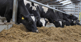 dry cows eating silage
