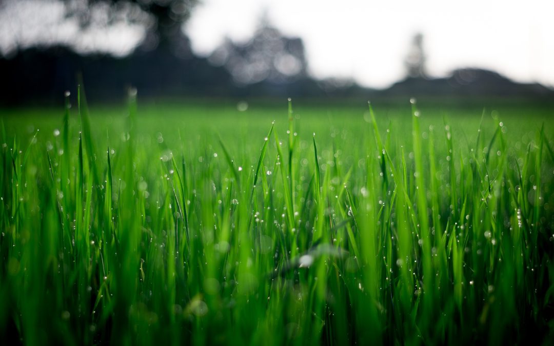 The Benefits of Reseeding