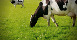 dairy cow grazing grass