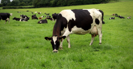 dairy cows grazing grass