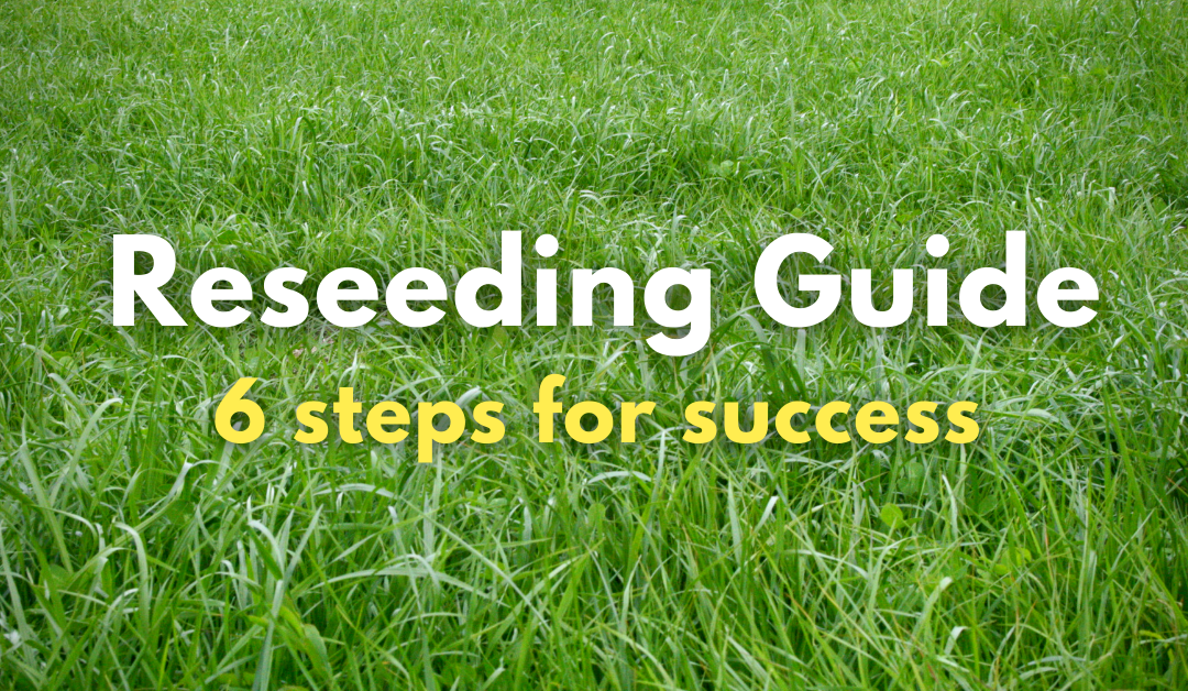 Reseeding Guide – 6 steps for success