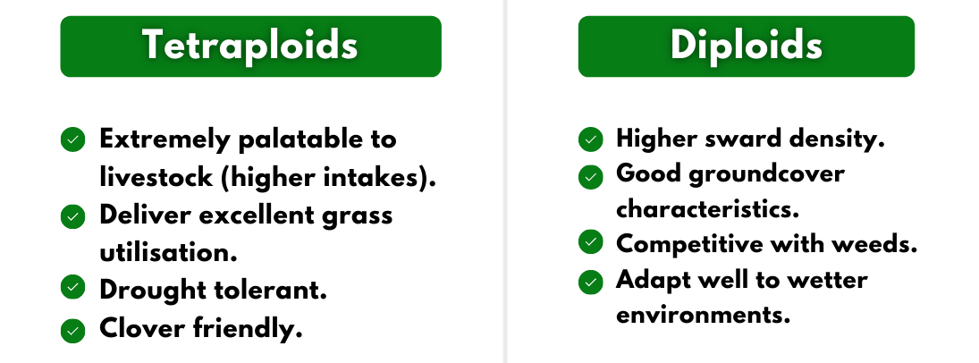 tetraploid vs diploid grass graph