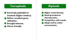 tetraploid vs diploid