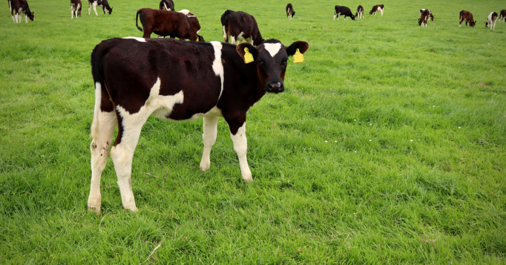 dairy calves in grass field 