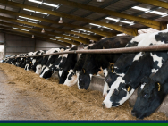 dairy cows eating silage in shed.