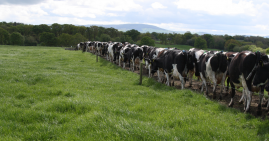 Dairy cows moving paddocks