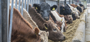beef cattle eating silage