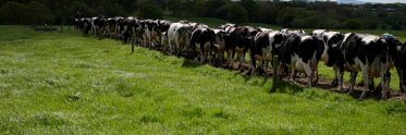 cows walking as a group in field
