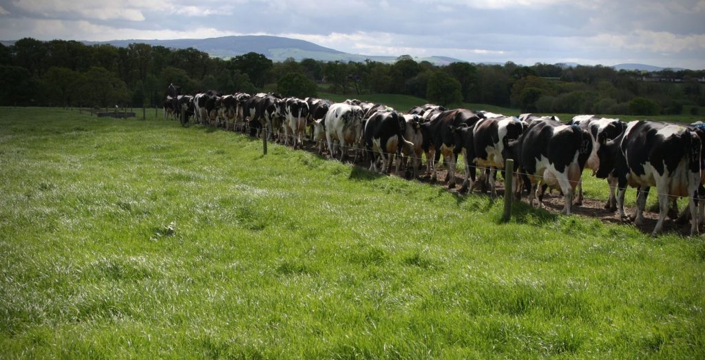 cows walking in a field